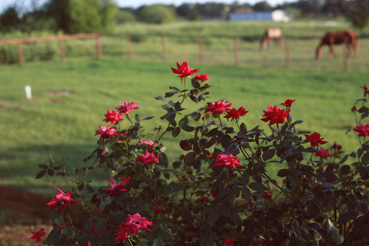 Burning Tree Ranch Property
