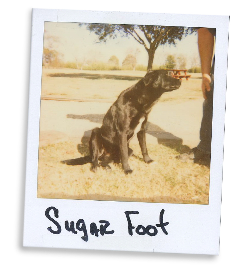 Ranch Dogs